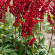 Load image into Gallery viewer, OpenPlantData Astilbe chinensis Harvandermeerrubyred
