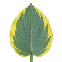 Load image into Gallery viewer, OpenPlantData Hosta First Frost

