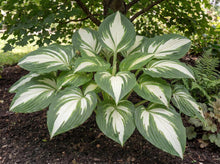 Load image into Gallery viewer, OpenPlantData Hosta Vulcan
