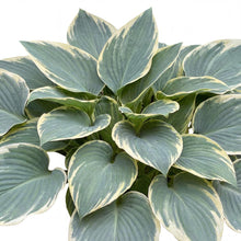Load image into Gallery viewer, OpenPlantData Hosta Tardiana Group El Nino
