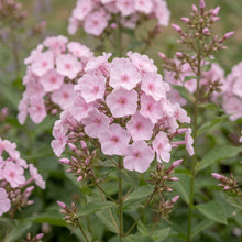 Load image into Gallery viewer, OpenPlantData Phlox Amplifolia Captain Puggleface
