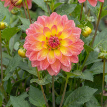 Load image into Gallery viewer, OpenPlantData Dahlia Firepot
