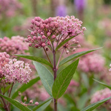 Load image into Gallery viewer, OpenPlantData Asclepias Incarnata Soulmate
