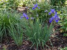 Load image into Gallery viewer, OpenPlantData Iris Silver Edge
