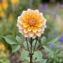 Load image into Gallery viewer, OpenPlantData Dahlia Seattle

