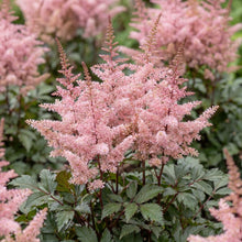 Load image into Gallery viewer, OpenPlantData Astilbe Delft Lace
