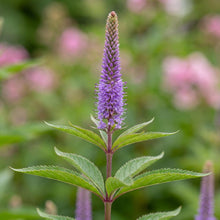 Load image into Gallery viewer, OpenPlantData Veronicastrum virginicum Cupid
