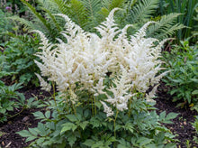 Load image into Gallery viewer, OpenPlantData Astilbe Brautschleier

