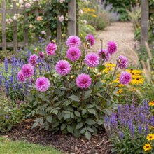 Load image into Gallery viewer, OpenPlantData Dahlia Blue Bell
