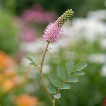 Load image into Gallery viewer, OpenPlantData Sanguisorba tenuifolia Strawberry Frost
