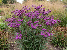 Load image into Gallery viewer, OpenPlantData Vernonia Summer Swan Song
