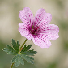 Load image into Gallery viewer, OpenPlantData Geranium cinereum Ballerina
