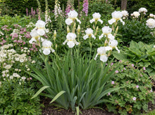 Load image into Gallery viewer, OpenPlantData Iris sibirica Swan in Flight
