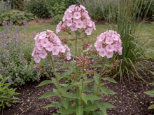 Load image into Gallery viewer, OpenPlantData Phlox Amplifolia Captain Puggleface
