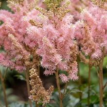 Load image into Gallery viewer, OpenPlantData Astilbe Satin Pearls
