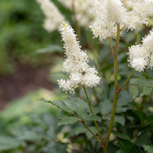 Load image into Gallery viewer, OpenPlantData Astilbe Washington
