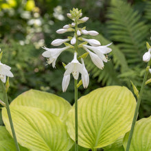 Load image into Gallery viewer, OpenPlantData Hosta Fried Bananas

