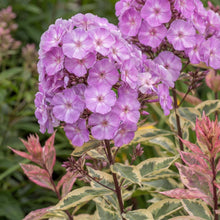 Load image into Gallery viewer, OpenPlantData Phlox paniculata Olympus
