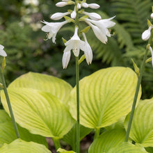 Load image into Gallery viewer, OpenPlantData Hosta Fried Bananas

