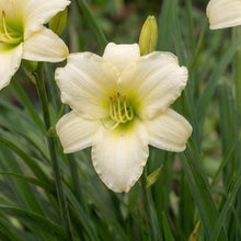 Load image into Gallery viewer, OpenPlantData Hemerocallis Joan Senior
