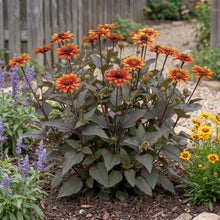 Load image into Gallery viewer, OpenPlantData Heliopsis helianthoides var. scabra Luna Roja
