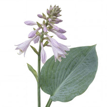 Load image into Gallery viewer, OpenPlantData Hosta Blue Angel
