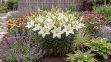 Load image into Gallery viewer, OpenPlantData Lilium Gwenn
