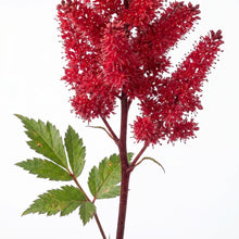 Load image into Gallery viewer, OpenPlantData Astilbe Vision Vulcano
