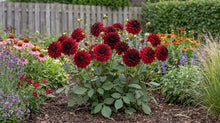 Load image into Gallery viewer, OpenPlantData Dahlia Arabian Night
