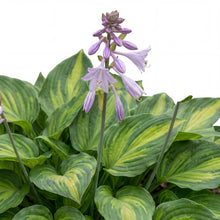 Load image into Gallery viewer, OpenPlantData Hosta Colored Hulk
