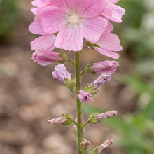 Load image into Gallery viewer, OpenPlantData Sidalcea Candy Girl
