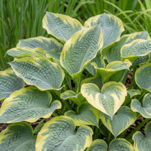 Load image into Gallery viewer, OpenPlantData Hosta Frances Williams
