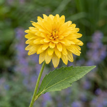 Load image into Gallery viewer, OpenPlantData Rudbeckia laciniata Goldquelle
