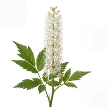 Load image into Gallery viewer, OpenPlantData Actaea racemosa

