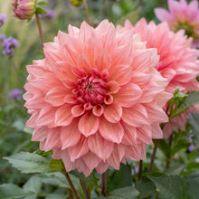 Load image into Gallery viewer, OpenPlantData Dahlia Ottos Thrill
