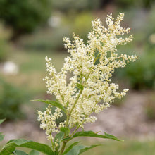 Load image into Gallery viewer, OpenPlantData Koenigia alpina
