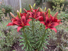 Load image into Gallery viewer, OpenPlantData Lilium Salinero
