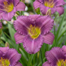 Load image into Gallery viewer, OpenPlantData Hemerocallis Little Grapette
