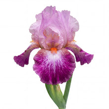 Load image into Gallery viewer, OpenPlantData Iris Autumn Rose
