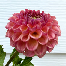 Load image into Gallery viewer, Caitlin's Joy Tuber
