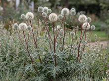 Load image into Gallery viewer, OpenPlantData Echinops sphaerocephalus Arctic Glow
