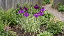 Load image into Gallery viewer, OpenPlantData Iris ensata Variegata
