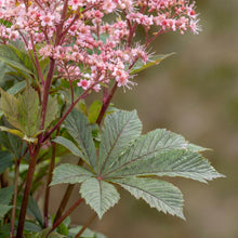 Load image into Gallery viewer, OpenPlantData Rodgersia pinnata Superba
