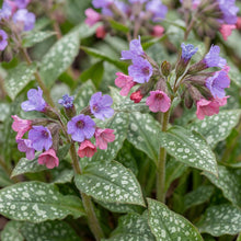 Load image into Gallery viewer, OpenPlantData Pulmonaria Rubra Mrs Moon
