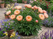 Load image into Gallery viewer, OpenPlantData Peony Lactiflora Kings Day
