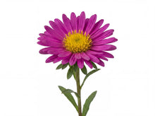 Load image into Gallery viewer, OpenPlantData Symphyotrichum novi-belgii Alice Haslam
