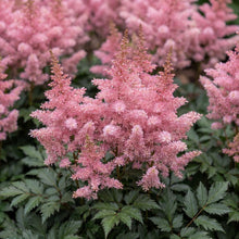 Load image into Gallery viewer, OpenPlantData Astilbe Younique Pink
