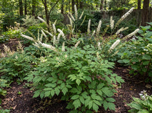 Load image into Gallery viewer, OpenPlantData Actaea racemosa
