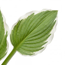 Load image into Gallery viewer, OpenPlantData Hosta Undulata Albomarginata

