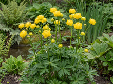 Load image into Gallery viewer, OpenPlantData Trollius X Cultorum Lemon Queen
